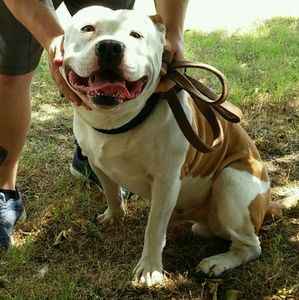 Meet your Posher, Sarge